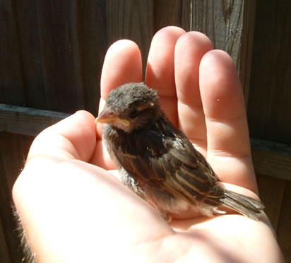 baby-house-sparrow.jpg